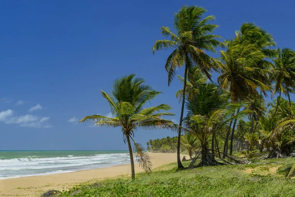 Imbassai Beach Salvador Bahia Brazil October 2016 Coconut Grove Sea Immagine Stock