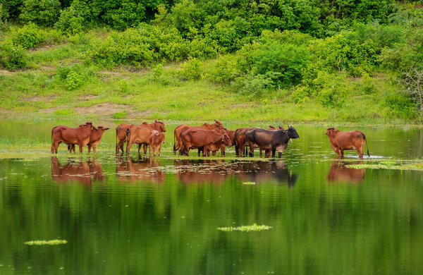 Livestock. Red Brahman cattle crossing a flooded area in Campina Grande, Paraiba, Brazil on June 26, 2005. — Stock Image Livestock Red Brahman Cattle Crossing Flooded Area Campina Grande Paraiba Stock Image