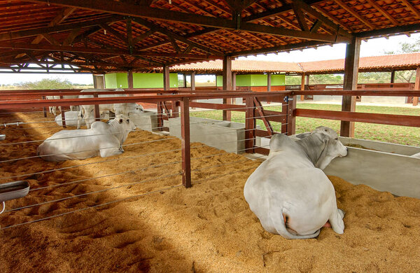 Cattle Nellore Cattle Resting Farm Campina Grande Paraiba Brazil October Stock Image