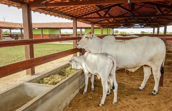 Cattle Nelore Cow Calf Farm Campina Grande Paraiba Brazil October Stock Photo