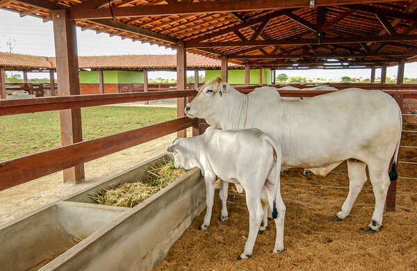 Cattle. Nelore cow and calf on farm in Campina Grande, Paraiba, Brazil on October 2, 2004. — Stock Image Cattle Nelore Cow Calf Farm Campina Grande Paraiba Brazil October Stock Image