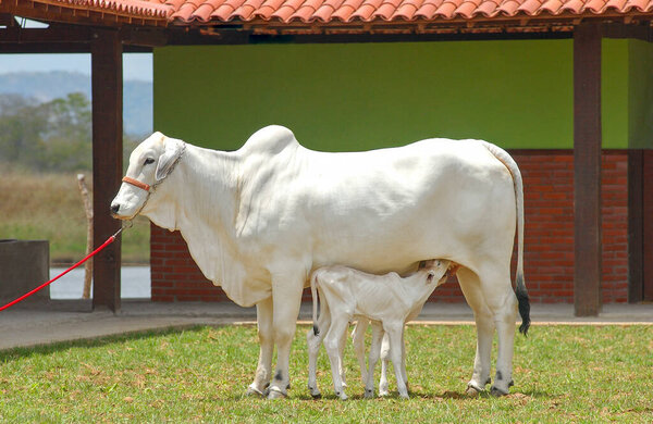 Cattle. Beef calf sucking on the cow's teat. — Stock Image Cattle Beef Calf Sucking Cow Teat Stock Image