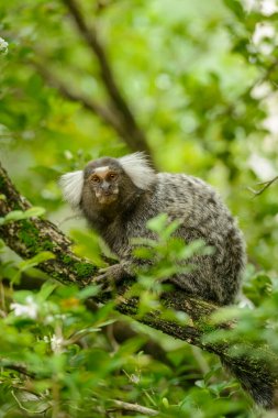 Beyaz tüylü marmoset, Callithrix Jacchus, Brezilya ormanlarında yaşayan küçük maymun..