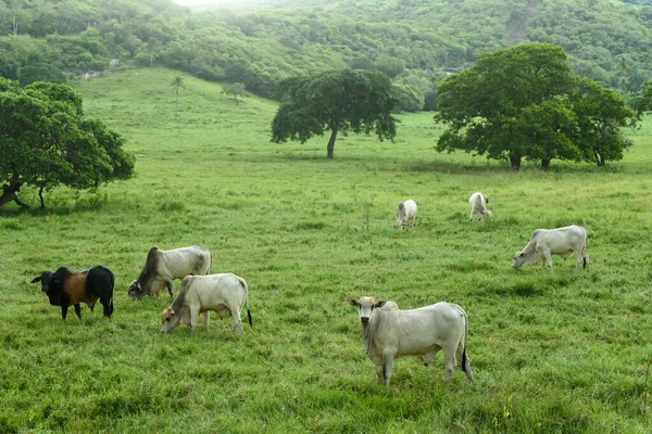 Живопис Скотарство Вирощене Полі Гуарабірі Параїба Бразилія Травня 2022 Року — стокове фото