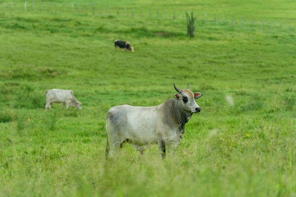 Livestock. Cattle raised in the field in Guarabira, Paraiba, Brazil on May 29, 2022. — Stock Image Livestock Cattle Raised Field Guarabira Paraiba Brazil May 2022 Stock Picture