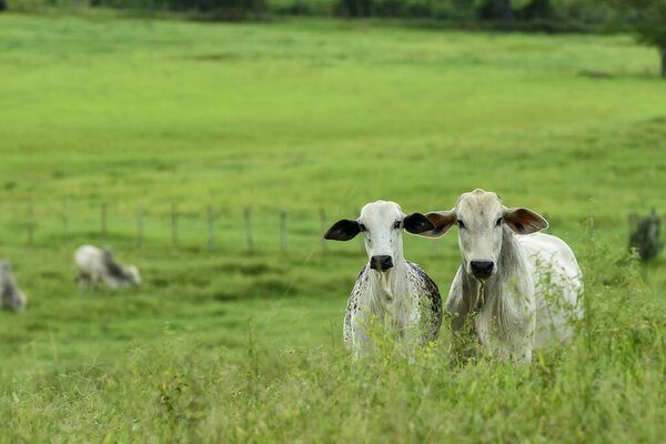 Livestock. Cattle raised in the field in Guarabira, Paraiba, Brazil on May 29, 2022. — Stock Image Livestock Cattle Raised Field Guarabira Paraiba Brazil May 2022 Royalty Free Stock Photos