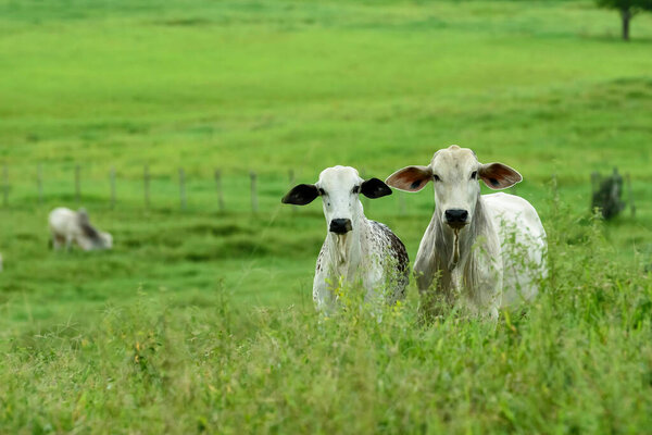 Livestock Cattle Raised Field Guarabira Paraiba Brazil May 2022 Stock Photo