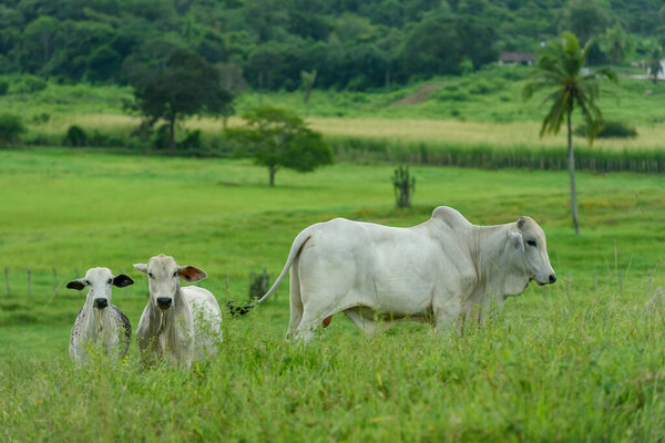 Livestock Cattle Raised Field Guarabira Paraiba Brazil May 2022 Stock Picture