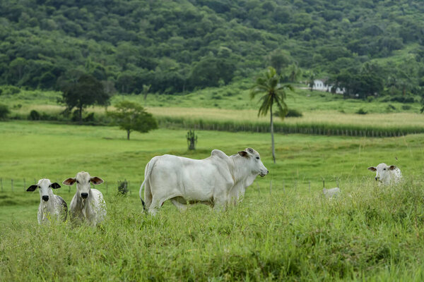 Livestock Cattle Raised Field Guarabira Paraiba Brazil May 2022 Stock Photo
