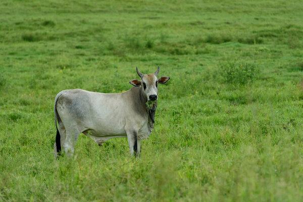 Livestock Cattle Raised Field Guarabira Paraiba Brazil May 2022 Stock Image