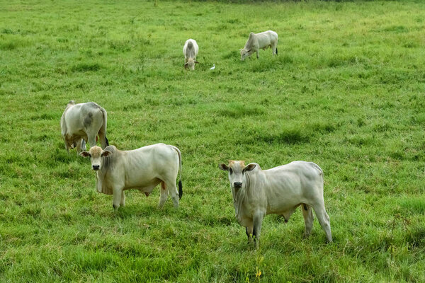 Livestock Cattle Raised Field Guarabira Paraiba Brazil May 2022 Stock Image