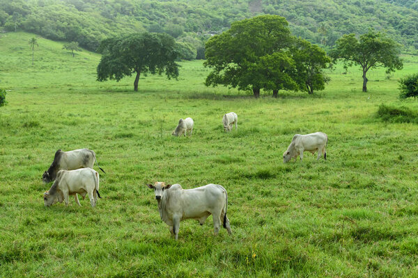 Livestock Cattle Raised Field Guarabira Paraiba Brazil May 2022 Stock Image