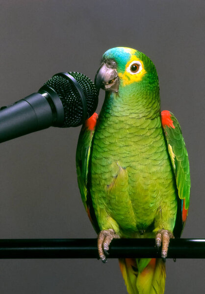 Brazilian parrot talking into the microphone on gray background. — Stock Image Brazilian Parrot Talking Microphone Gray Background Stock Photo