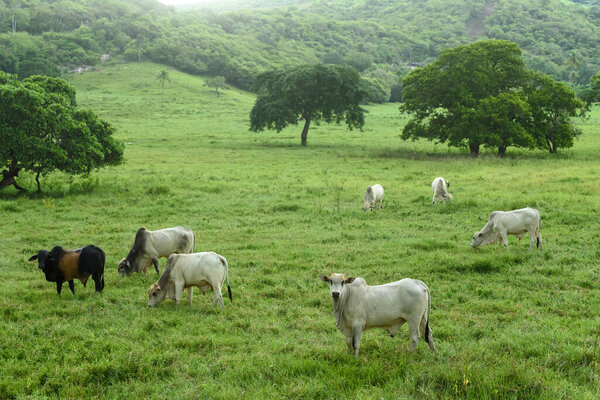 Livestock. Cattle raised in the field in Guarabira, Paraiba, Brazil on May 29, 2022. — Stock Image Livestock Cattle Raised Field Guarabira Paraiba Brazil May 2022 Royalty Free Stock Photos