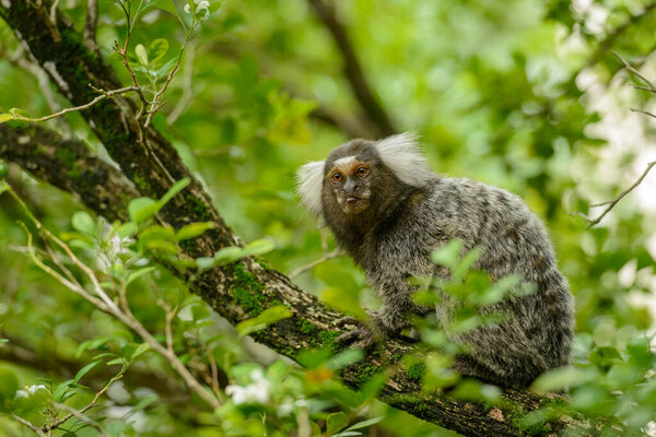 White tufted marmoset, Callithrix jacchus, small monkey that inhabits Brazilian forests. — Stock Image White Tufted Marmoset Callithrix Jacchus Small Monkey Inhabits Brazilian Forests Stock Photo