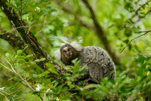 White Tufted Marmoset Callithrix Jacchus Small Monkey Inhabits Brazilian Forests Royalty Free Stock Photos