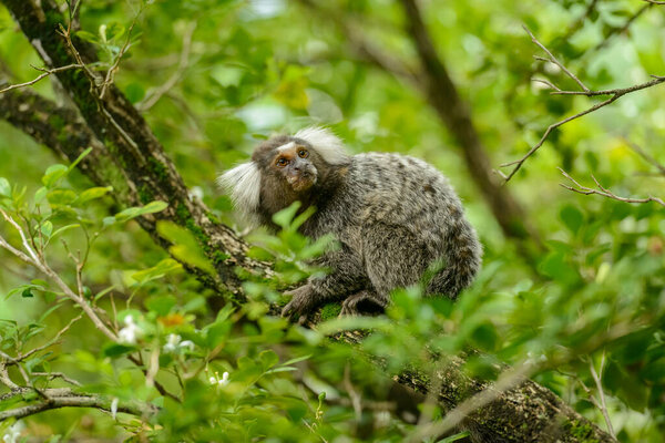 White tufted marmoset, Callithrix jacchus, small monkey that inhabits Brazilian forests. — Stock Image White Tufted Marmoset Callithrix Jacchus Small Monkey Inhabits Brazilian Forests Stock Photo