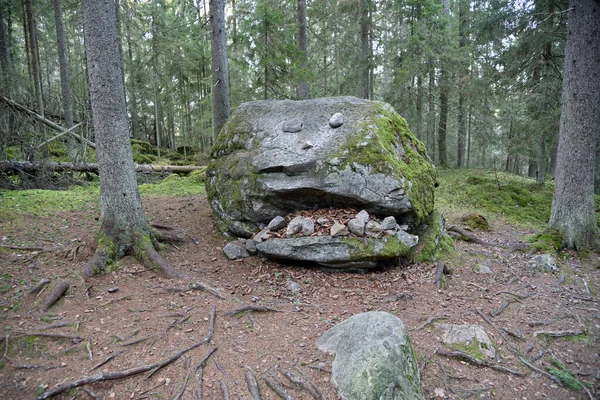 Kozalaklı ormandaki taşlardan yapılmış bir kafa..