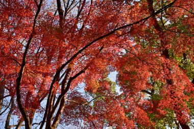 Sonbaharda, bazı akçaağaç türlerinde yapraklar kırmızıya döner..