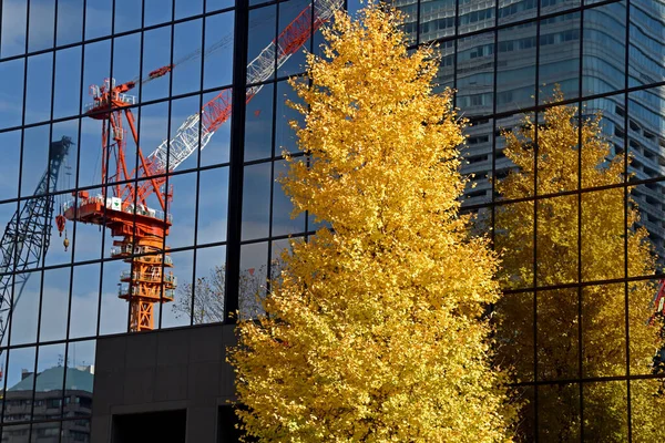 Sonbahar şehri manzarası. Sarı yapraklı bir ginkgo ağacının uzun evinin aynalı camlarında yansıma var..