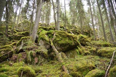 Büyük yosun kaplı kayalar arasında dik bir yamaçta büyüyen kozalaklı bir orman..