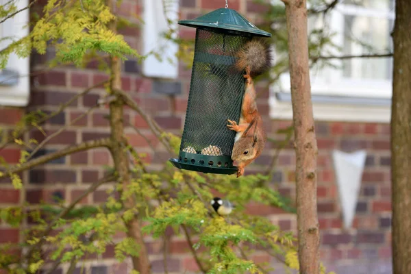 Squirrel Sits Feeder Hanging Tree — Stock Photo, Image