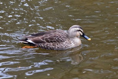 Doğudaki benekli ördek ya da benekli ördek.