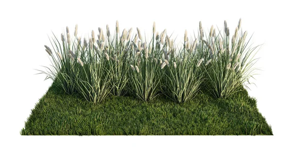 Rendering Image Lot Grass Flower Green Grass Field —  Fotos de Stock