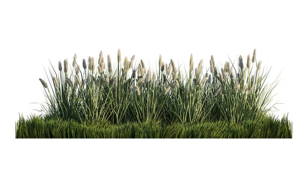 Тривимірне Зображення Великої Кількості Трав Яної Квітки Зеленому Трав Яному — стокове фото