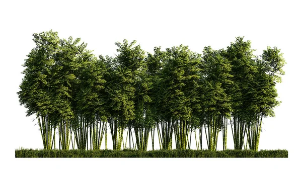 Rendering Image Lot Bamboos — Stock Photo, Image