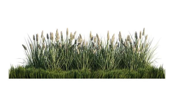 Rendering Image Lot Grass Flower Green Grass Field Images De Stock Libres De Droits