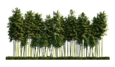 Bir çok bambudan 3D görüntüleme. 