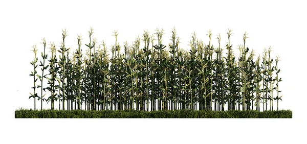 Візуалізація Зображення Кукурудзи Полі Зелених Трав — стокове фото