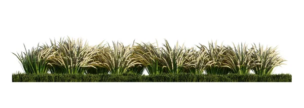 Тривимірне Зображення Великої Кількості Трав Яної Квітки Зеленому Трав Яному — стокове фото