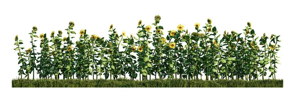 Зображення Рослин Соняшнику Зеленому Трав Яному Полі — стокове фото