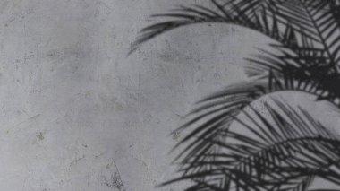 An image of plam leave shadow on the wall.