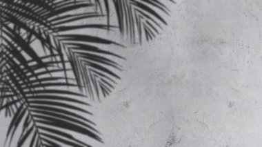 An image of plam leave shadow on the wall.