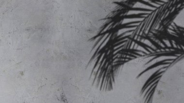An image of plam leave shadow on the wall.