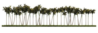 3ds rendering image of front view of palm trees on grasses field.