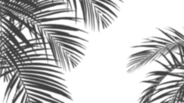 An image of plam leave shadow on the wall. PSD mockup in smart object layer.