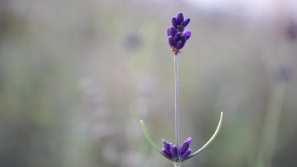 Zblízka záběr jednoho Lavander květiny. Selektivní zaměření na keře levandulově fialových aromatických květů na levandulových polích francouzské Provence u Valensole.