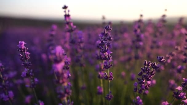 Video Lavender: Lavender - một loại hoa xuân tinh tế và thơ mộng - nay đã có mặt trong bộ sưu tập video của chúng tôi. Hãy cùng đắm chìm trong không gian tươi mới của những cánh hoa Lavender tuyệt đẹp và cảm nhận nguồn năng lượng tích cực mà chúng mang lại.