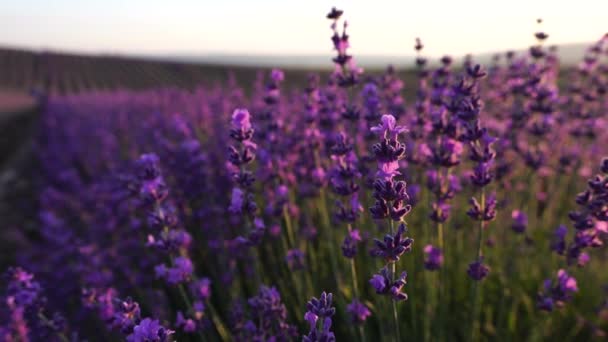 Kvetoucí levandule na poli při západu slunce. Provence, Francie. Zavřít. Selektivní soustředění. Levandule květinové jaro pozadí s krásnými fialovými barvami a bokeh světla.