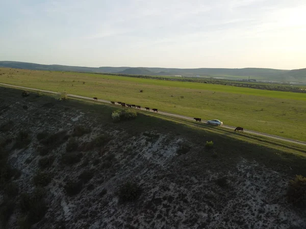 Flying over a small herd of cattle cows walking uniformly down farm road on the hill. Black, brown and spotted cows. Top down aerial view of the countryside on a sping sunset. Idyllic rural landscape