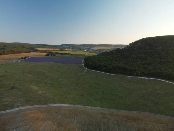 Lavender field with blooming flowers aerial view drone purple field against blue sky summer sun sunset. Lavender Oil Production. Lens flare. Field with lavender rows. Aromatherapy. Relax. Front view