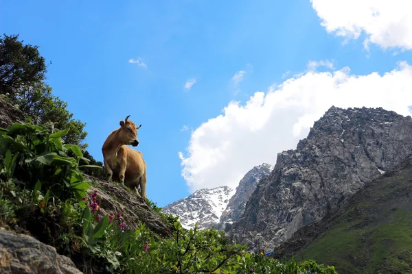 Vaca en las montañas — Foto de Stock