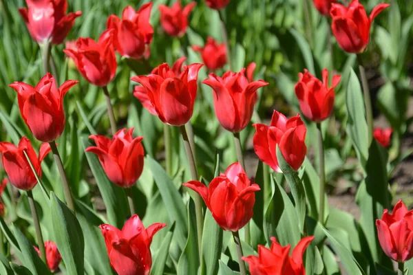 Prado de tulipas vermelhas. Primavera colorido buquê romântico — Fotografia de Stock