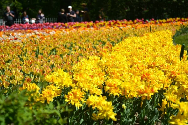 Prado de tulipas amarelas. Primavera colorido buquê romântico — Fotografia de Stock