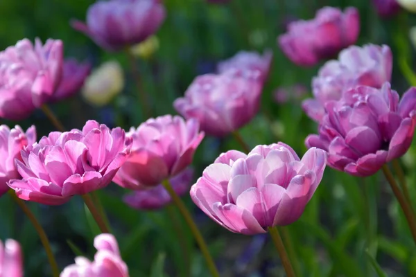 Prado de tulipas rosa. Primavera colorido buquê romântico — Fotografia de Stock