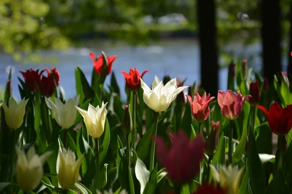 Prado de tulipas rosa. Primavera colorido buquê romântico — Fotografia de Stock